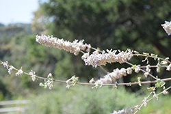Desert Lavender (Condea emoryi) at Lakeshore Garden Centres