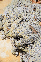 Kennedy's Buckwheat (Eriogonum kennedyi) at Lakeshore Garden Centres