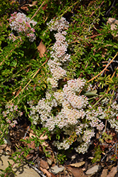 Bruce Dickinson California Buckwheat (Eriogonum fasciculatum 'Bruce Dickinson') at Lakeshore Garden Centres