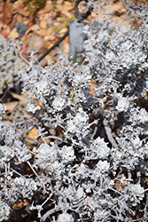 Saffron Buckwheat (Eriogonum crocatum) at Lakeshore Garden Centres