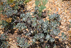 Bear Valley Buckwheat (Eriogonum ursinum) at Lakeshore Garden Centres