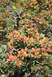 Canyon Blush Manzanita (Arctostaphylos 'Canyon Blush') at Lakeshore Garden Centres