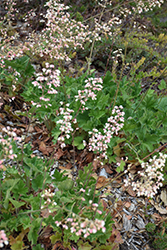 Opal Coral Bells (Heuchera 'Opal') at Lakeshore Garden Centres
