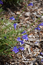 Margarita BOP Beard Tongue (Penstemon 'Margarita BOP') at Lakeshore Garden Centres