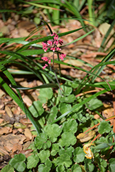 Canyon Delight Coral Bells (Heuchera 'Canyon Delight') at Lakeshore Garden Centres