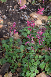 Canyon Pink Coral Bells (Heuchera 'Canyon Pink') at Lakeshore Garden Centres