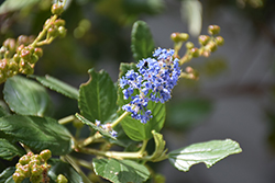 Ray Hartman California Lilac (Ceanothus 'Ray Hartman') at Lakeshore Garden Centres