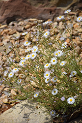 Spreading Fleabane (Erigeron divergens) at Lakeshore Garden Centres