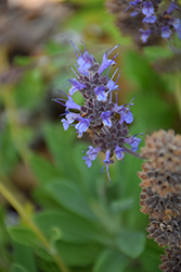 Dara's Choice Sage (Salvia 'Dara's Choice') at Lakeshore Garden Centres