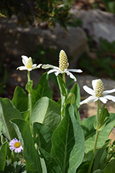 Yerba Mansa (Anemopsis californica) at A Very Successful Garden Center