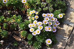 Wayne Roderick Seaside Daisy (Erigeron glaucus 'Wayne Roderick') at Lakeshore Garden Centres