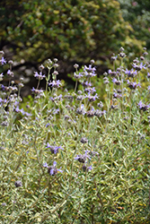 Allen Chickering Sage (Salvia 'Allen Chickering') at Lakeshore Garden Centres