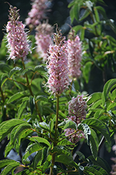 Canyon Pink California Buckeye (Aesculus californica 'Canyon Pink') at Lakeshore Garden Centres