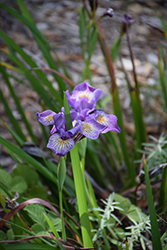 Madonna Three Iris (Iris 'Madonna Three') at Lakeshore Garden Centres