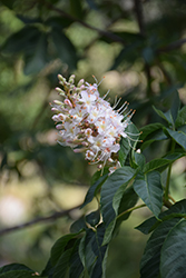 California Buckeye (Aesculus californica) at Lakeshore Garden Centres