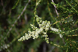 Chamise (Adenostoma fasciculatum) at Lakeshore Garden Centres