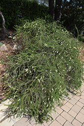 Chamise (Adenostoma fasciculatum) at Lakeshore Garden Centres
