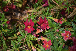 Trish Monkey Flower (Mimulus 'Trish') at Lakeshore Garden Centres