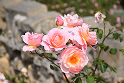 Belle Story Rose (Rosa 'Belle Story') at Lakeshore Garden Centres