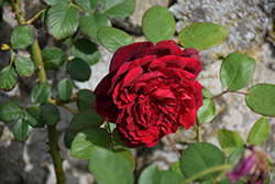 The Squire Rose (Rosa 'AUSquire') at Lakeshore Garden Centres