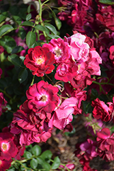 William Shakespeare Rose (Rosa 'William Shakespeare') at Lakeshore Garden Centres