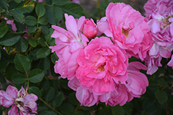 Charmian Rose (Rosa 'Charmian') at Lakeshore Garden Centres