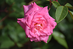 Madame Berkeley Rose (Rosa 'Madame Berkeley') at Lakeshore Garden Centres