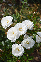 Pillow Fight Rose (Rosa 'WEKpipogop') at Lakeshore Garden Centres