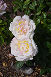 Pearl Rose (Rosa 'KORterschi') at Lakeshore Garden Centres