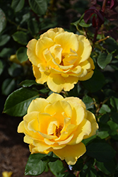 Henry Fonda Rose (Rosa 'Henry Fonda') at Lakeshore Garden Centres