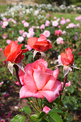 Touch of Class Rose (Rosa 'Touch of Class') at Lakeshore Garden Centres