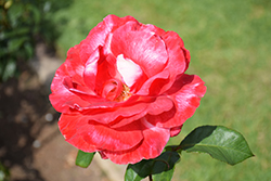 Color Magic Rose (Rosa 'JACmag') at Lakeshore Garden Centres