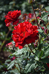 In The Mood Rose (Rosa 'WEKfrancoly') at Lakeshore Garden Centres