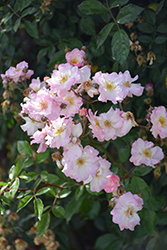 Ausonius Rose (Rosa 'Ausonius') at Lakeshore Garden Centres