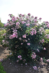 Ausonius Rose (Rosa 'Ausonius') at Lakeshore Garden Centres
