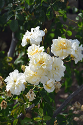 Danae Rose (Rosa 'Danae') at Lakeshore Garden Centres
