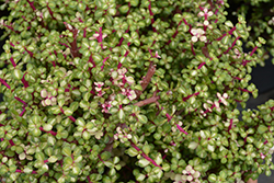 Kaleidoscope Rainbow Bush (Portulacaria afra 'Medio-picta') at Lakeshore Garden Centres