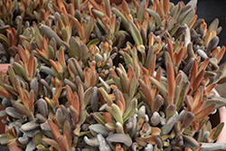 Chocolate Soldier Panda Plant (Kalanchoe tomentosa 'Chocolate Soldier') at Golden Acre Home & Garden