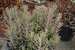 Chandelier Plant (Kalanchoe delagoensis) at Lakeshore Garden Centres
