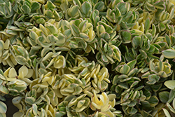 Variegated Jade Plant (Crassula ovata 'Variegata') at Lakeshore Garden Centres