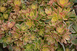Dream Color Aeonium (Aeonium haworthii 'Dream Color') at Lakeshore Garden Centres