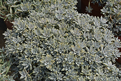 Ghost Plant (Graptopetalum paraguayense) at Lakeshore Garden Centres