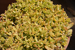 Golden Glow Stonecrop (Sedum adolphii 'Golden Glow') at Lakeshore Garden Centres