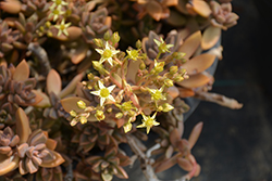 California Sunset Graptosedum (Graptosedum 'California Sunset') at Lakeshore Garden Centres