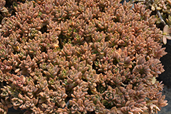 Little Gem Stonecrop (Cremnosedum 'Little Gem') at Lakeshore Garden Centres