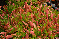 Campfire Crassula (Crassula capitella 'Campfire') at Lakeshore Garden Centres