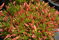 Campfire Crassula (Crassula capitella 'Campfire') at Golden Acre Home & Garden