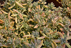 Carnicolor Stonecrop (Sedum adolphii 'Carnicolor') at Lakeshore Garden Centres