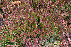 Large Red Carpet Stonecrop (Crassula pubescens ssp. radicans 'Large Red') at Lakeshore Garden Centres