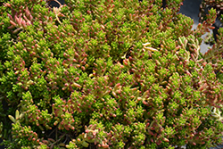 Jelly Bean Plant (Sedum rubrotinctum) at Lakeshore Garden Centres